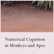 Research Area: Numerical Cognition in Monkeys and Apes