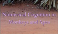 Research Topics in Numerical Cognition in Monkeys and Apes