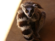 Breakfast Male Lemur