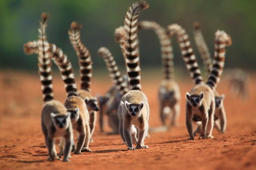 Parade of Ringtail Lemurs