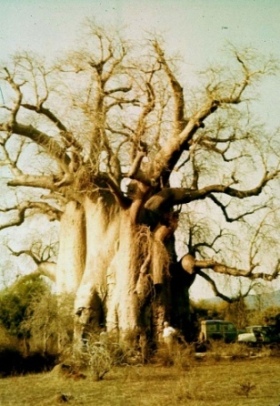Giant Baobab