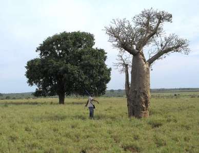 Kily and Baobab