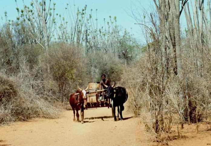 Ox Cart in Spiny Desert