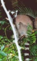 Ringtail in Tree